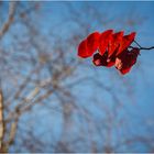 Red Leaves 