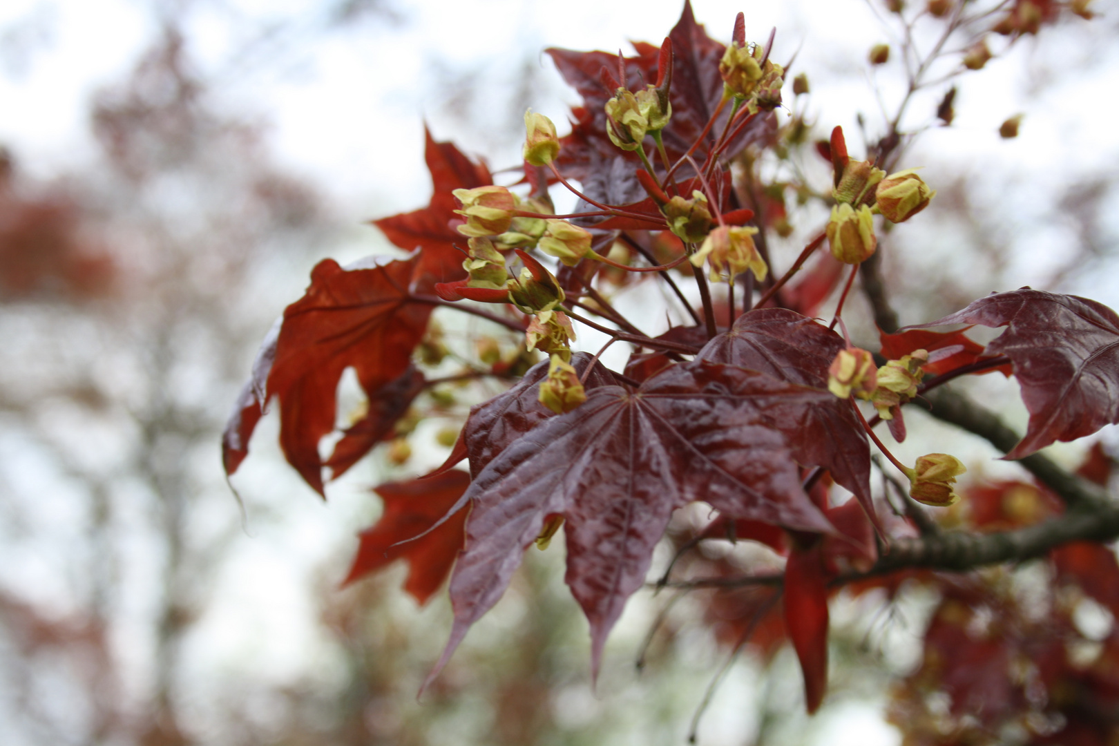 red leaves