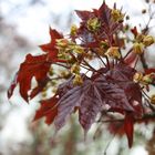 red leaves