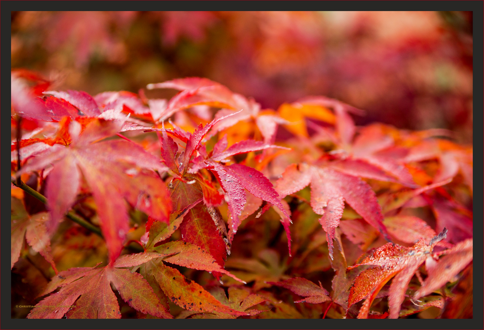 red leaves