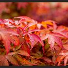 red leaves