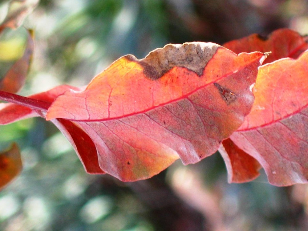 red Leaves