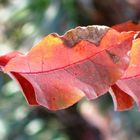 red Leaves