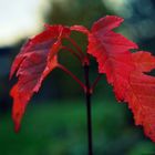 Red Leaves