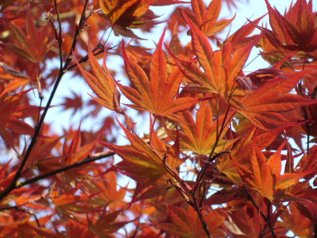 Red Leaves.