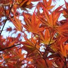 Red Leaves.