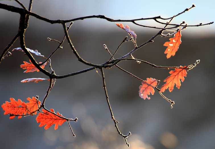 red leaves