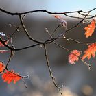 red leaves