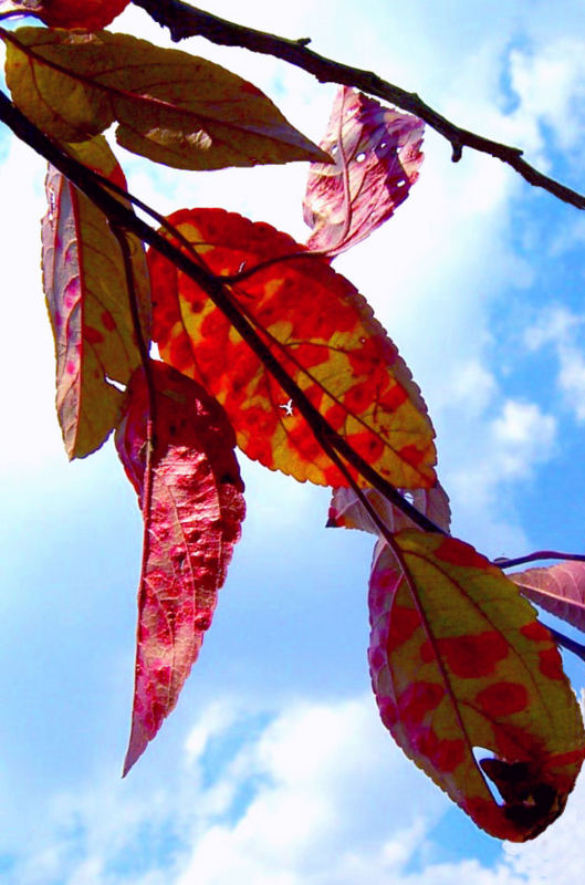 Red Leaves