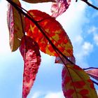 Red Leaves