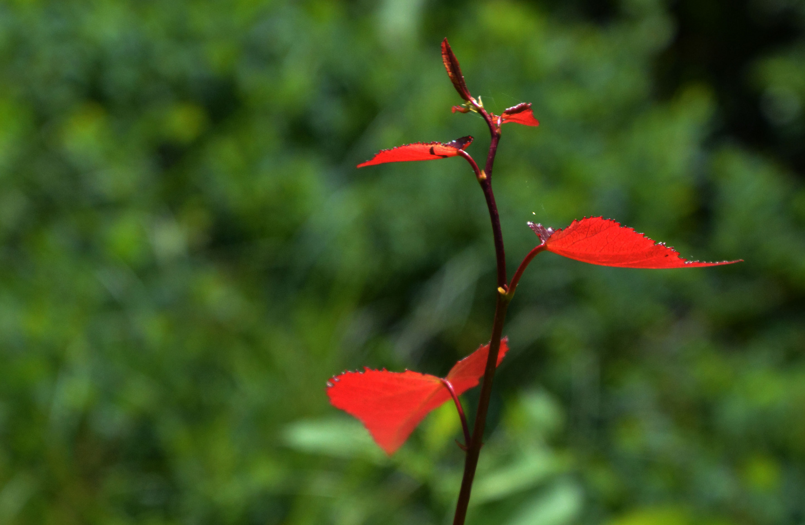 Red leaves against light