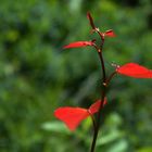 Red leaves against light