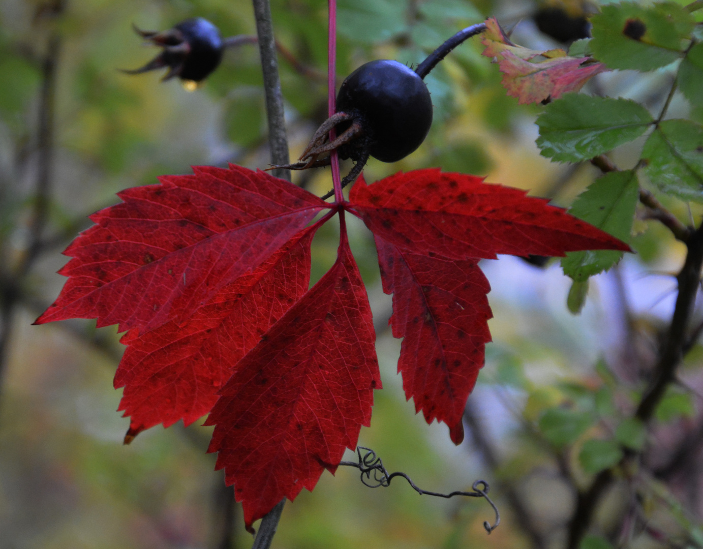 Red leaves and black berry