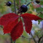 Red leaves and black berry