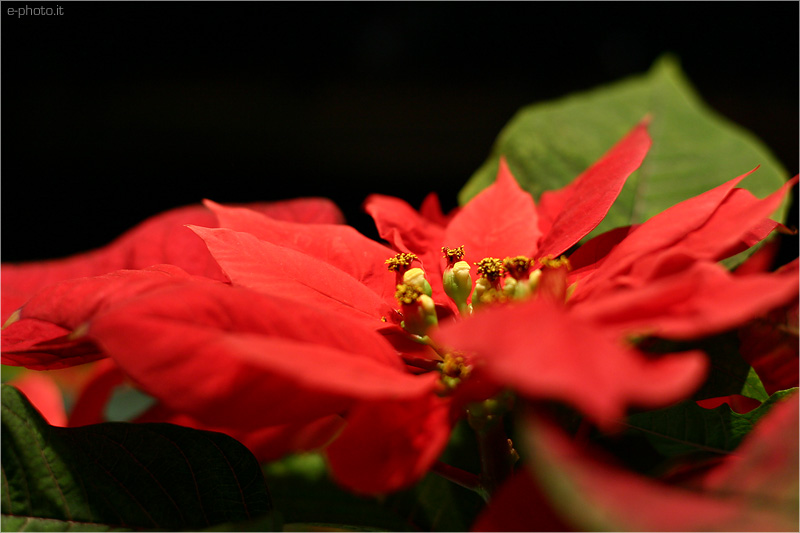 red leaves