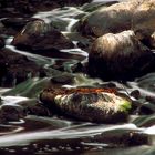 Red leaves. Black water, white water.