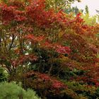 Red Leaves