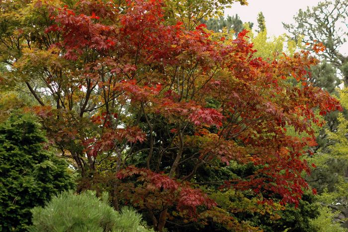 Red Leaves