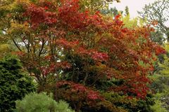 Red Leaves