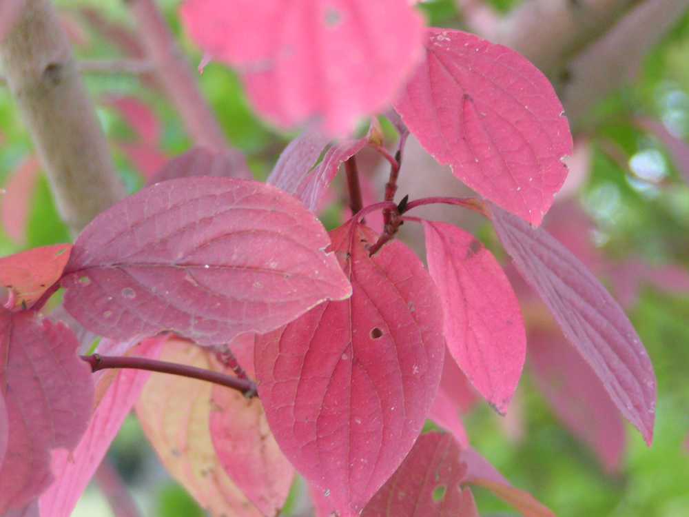 Red Leaves