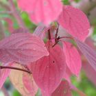 Red Leaves