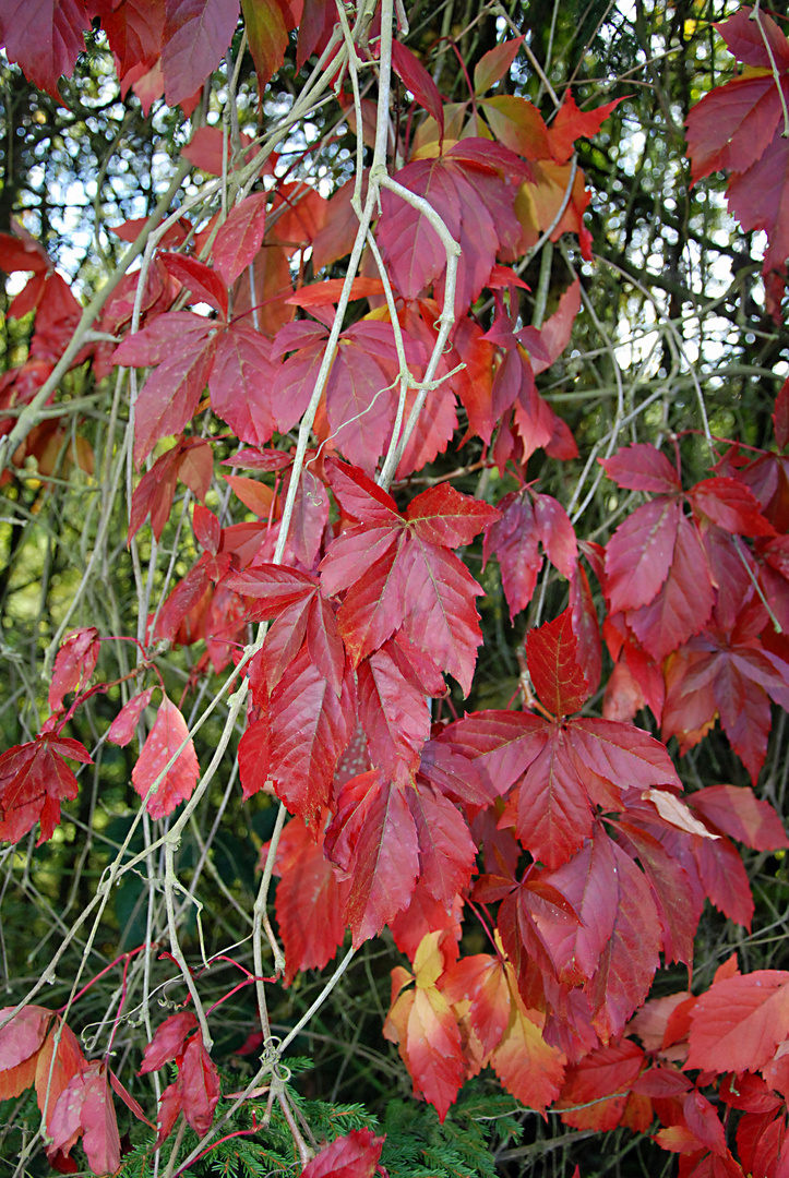 Red Leaves