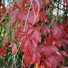 Red Leaves