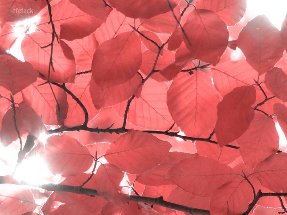 Red Leaves - End of Summer