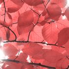 Red Leaves - End of Summer