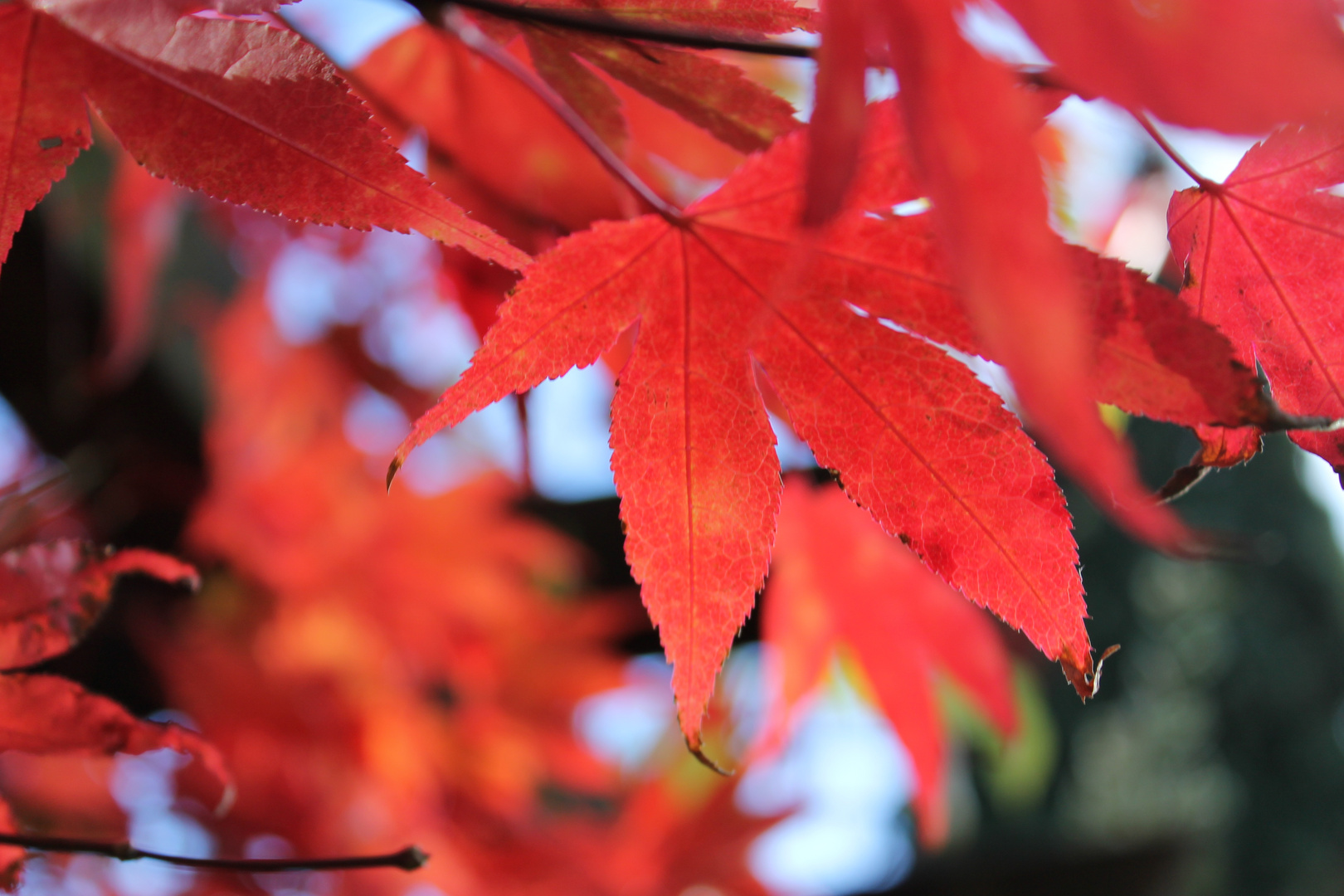 Red leaves