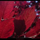 red leaves