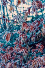 Red leaves in winter