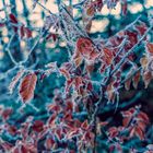 Red leaves in winter