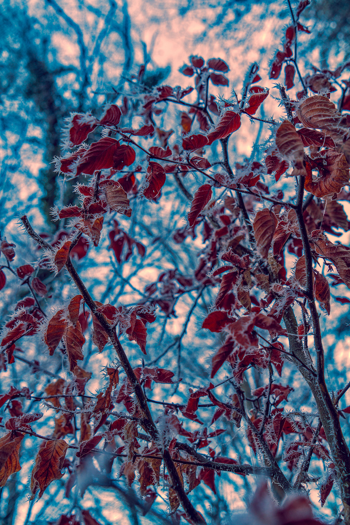 Red leaves in winter II