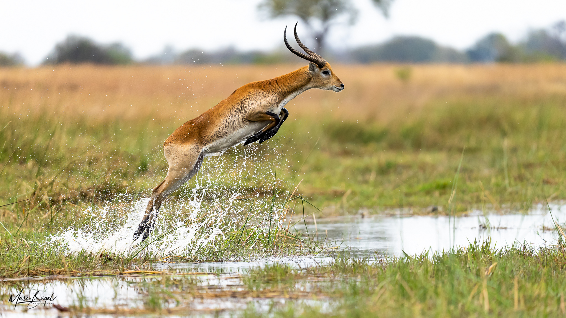 Red Lechwe aus dem Okavango Delta