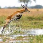 Red Lechwe aus dem Okavango Delta