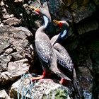 red-legged cormorant (Phalacrocorax gaimardi)