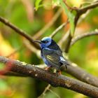 Red legged honeycreeper