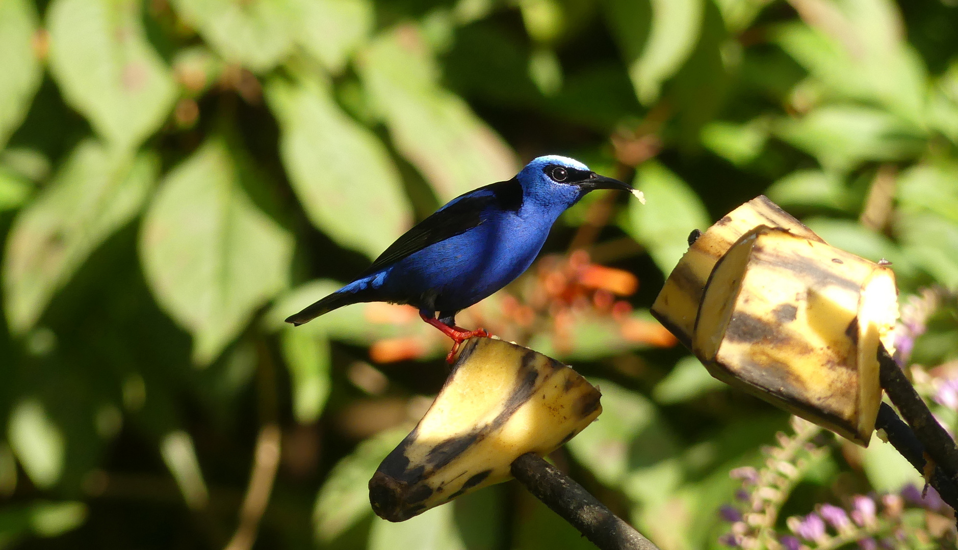 - Red-legged honeycreeper -