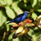 - Red-legged honeycreeper -