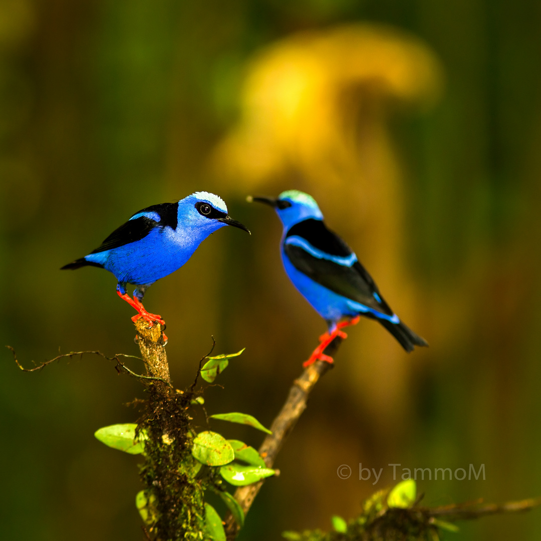 red-legged honeycreeper