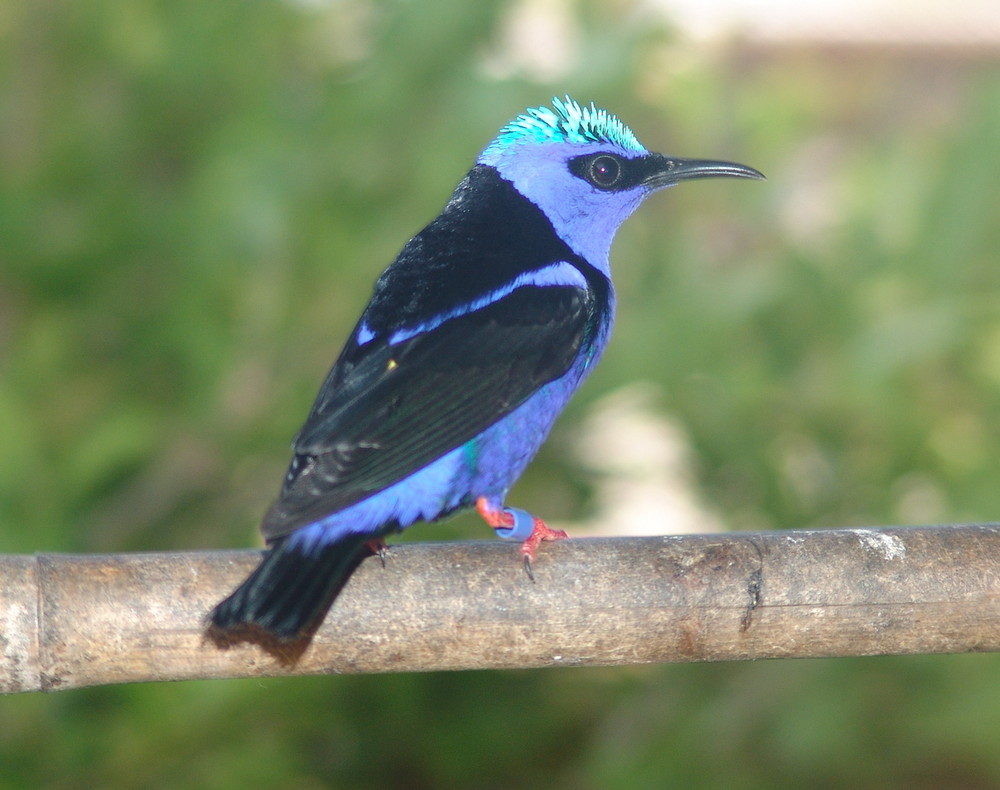 Red-legged honeycreeper (Cyanerpes cyaneus)