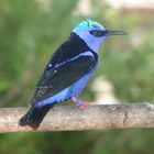 Red-legged honeycreeper (Cyanerpes cyaneus)