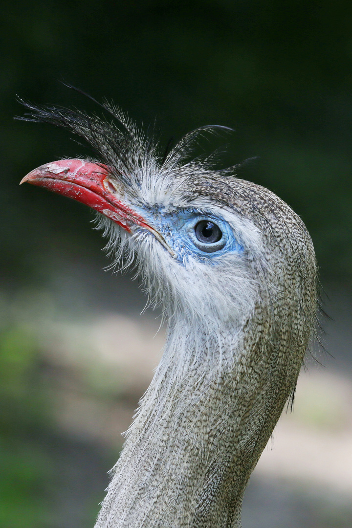 Red-legged seriema / Rotfußseriema (Cariama cristata)