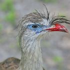 Red-legged seriema - Rotfußseriema (Cariama cristata)