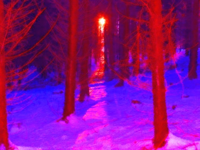 red light in the wood