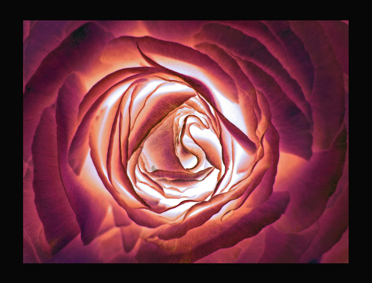 Red lighted Rose