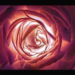Red lighted Rose