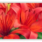 Red Lilies II