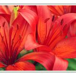 Red Lilies II